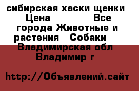 сибирская хаски щенки › Цена ­ 10 000 - Все города Животные и растения » Собаки   . Владимирская обл.,Владимир г.